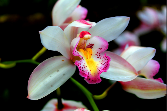 Orchidee, splendeur et mystere